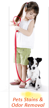 pet stain & odor removal Yonkers, New York